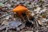 Feketedő nedűgomba (Hygrocybe conica), Budai-hegység
